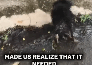 T0207012 The Extraordinary Rescue of the Cutest Little Pup part2