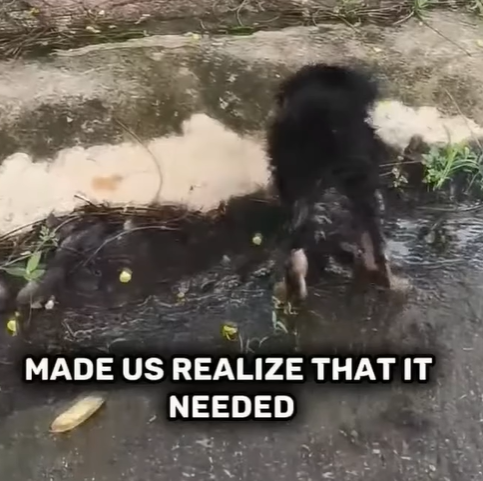 T0207012 The Extraordinary Rescue of the Cutest Little Pup part2