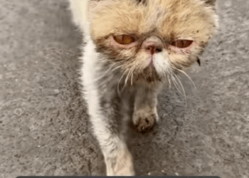 T0807002 A pitiful beautiful cat part2