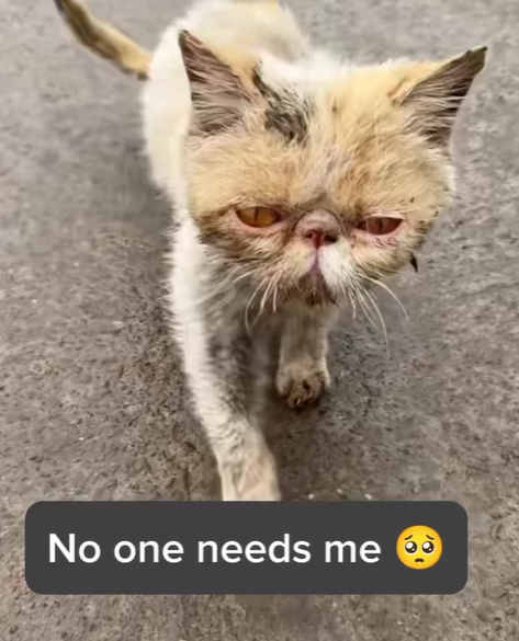 T0807002 A pitiful beautiful cat part2