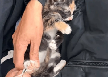 T2107020 New information People reported in time that two stray cats were part2