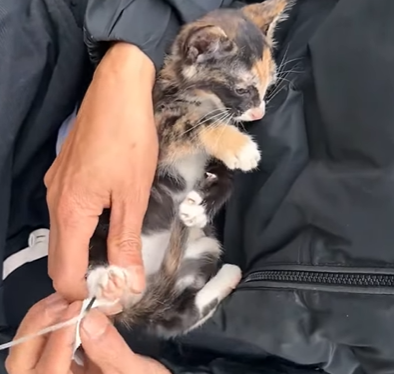 T2107020 New information People reported in time that two stray cats were part2