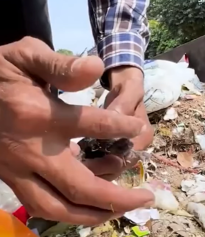 T0207014 Rescue kitten from the dump part2