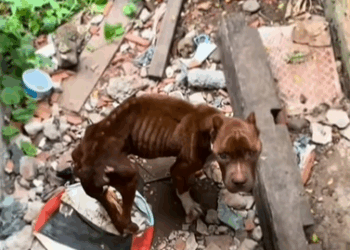 T2305001 Rescued an abandoned dog inside an old house, without eating part1
