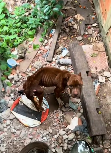 T2305001 Rescued an abandoned dog inside an old house, without eating part1
