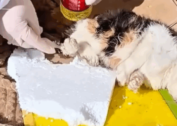 T2107012 Injured cat abandoned in trash can part2