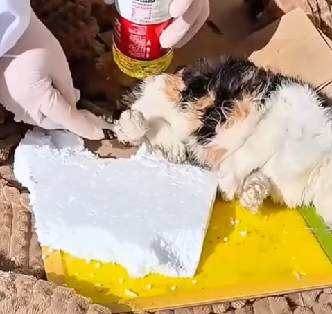 T2107012 Injured cat abandoned in trash can part2