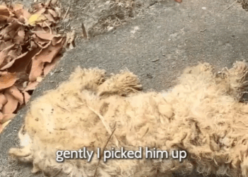 T0207007 He Was Broken and Silent But He Fought to Live part2