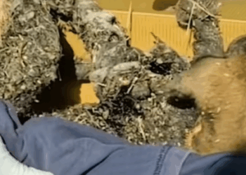 T0807006 An abandoned dog full of tar I take it and clean it part2