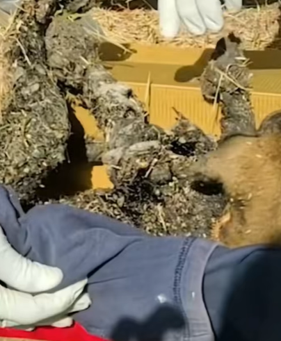 T0807006 An abandoned dog full of tar I take it and clean it part2