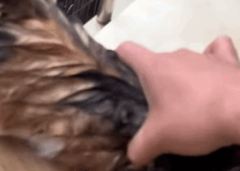 T2107014 animals animalsoftiktok love animalslove cat thank part2