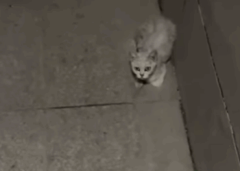 T3107026 adopted stray kitten that my mom opposed to me straycat strayan part2