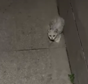 T3107026 adopted stray kitten that my mom opposed to me straycat strayan part2