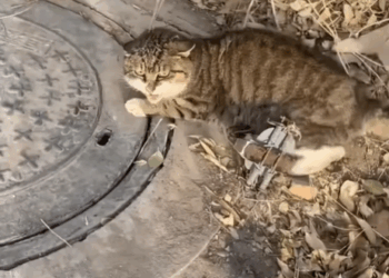 T0207016 The trapped cat was scared when it saw humans approaching part2