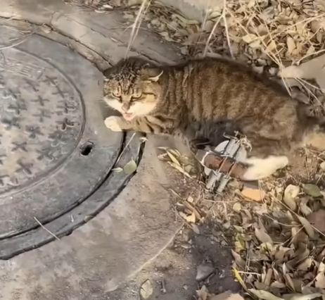 T0207016 The trapped cat was scared when it saw humans approaching part2