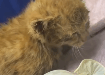 T3107017 Saved terrified kitten stuck in pond catsoftiktok kittensoftik part2