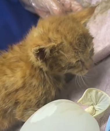 T3107017 Saved terrified kitten stuck in pond catsoftiktok kittensoftik part2