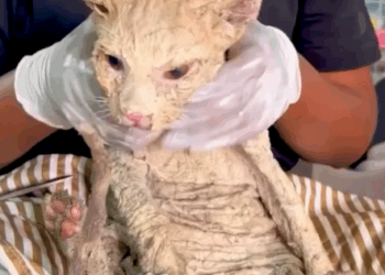 T0207017 Rescued cat that had become blind after falling into paint can part2