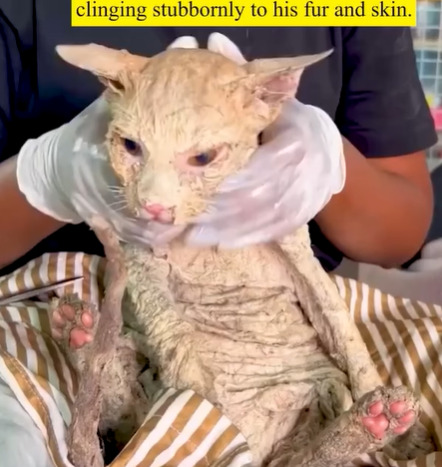 T0207017 Rescued cat that had become blind after falling into paint can part2