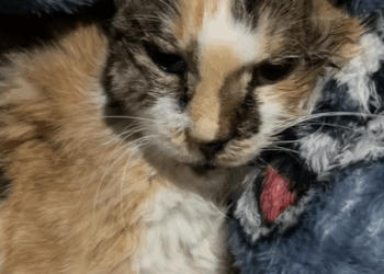 T0807025 Goodbye to my year old friend part2