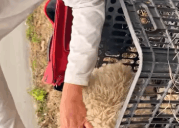 T2107021 Poor dog abandoned by owner luckily man found and adopted animals part2