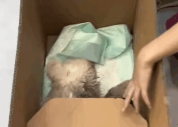 T3107025 failed rescue attempt dog dogsoftiktok rescuedog straydog doglo part2