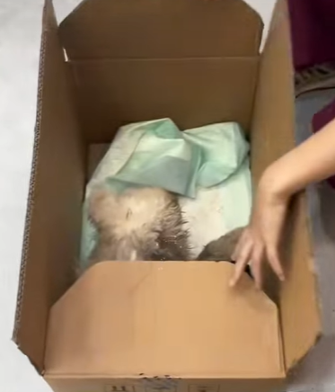 T3107025 failed rescue attempt dog dogsoftiktok rescuedog straydog doglo part2