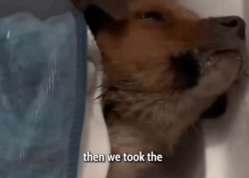 T0207004 He Was Cold Hungry and Alone part2