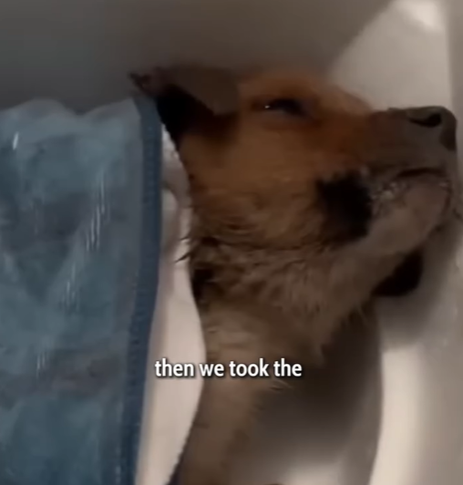 T0207004 He Was Cold Hungry and Alone part2