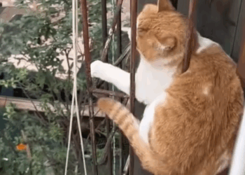 T0807005 All they need is love part2