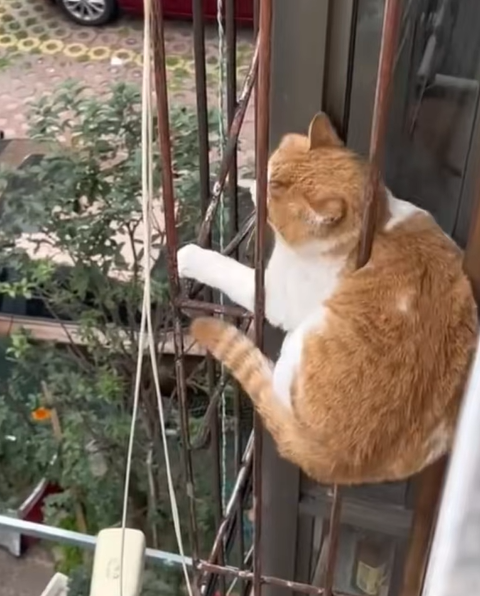 T0807005 All they need is love part2