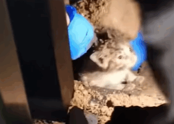 T3107023 stray puppy has been digging at the stones to rescue its little kit part2