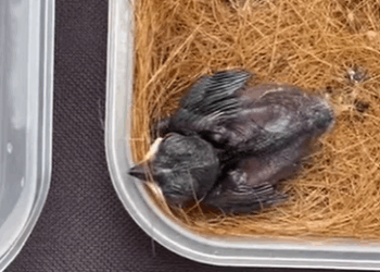 T3107021 saved little bird that fell into water tank and raised it until part2