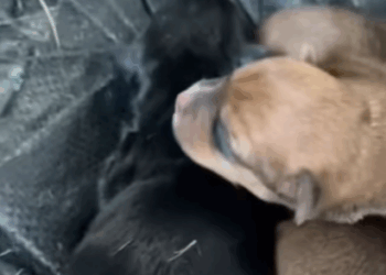 T0807010 Dog family rescue heroes rescue dog abandoned help part2