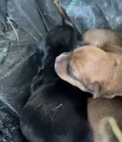 T0807010 Dog family rescue heroes rescue dog abandoned help part2