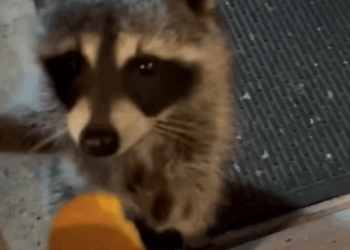 T2107025 It was surprise to find whole family of koalas in my house part2