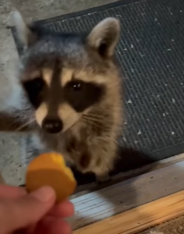 T2107025 It was surprise to find whole family of koalas in my house part2