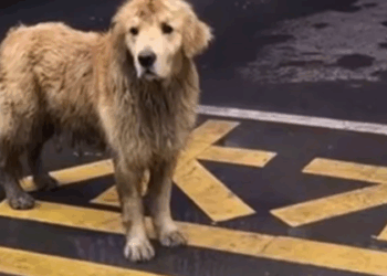 T0207025 Abandoned Golden Retriever Rescued and Given Second Chance at Life part2