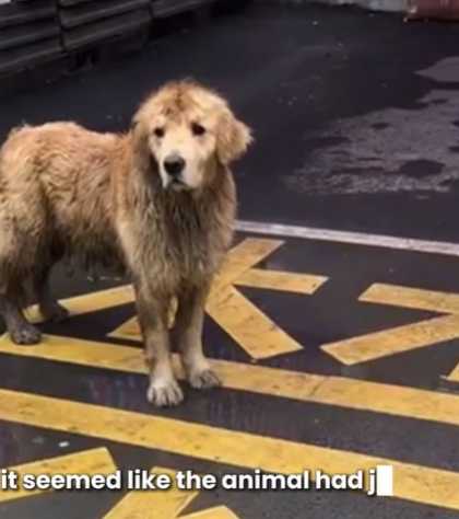 T0207025 Abandoned Golden Retriever Rescued and Given Second Chance at Life part2