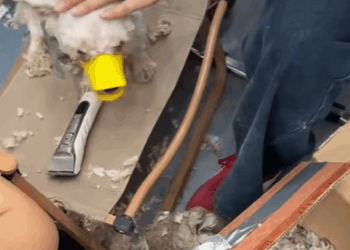 T3107011 Rescue stray dogs rescue cute love helpanimals straydog dog part2