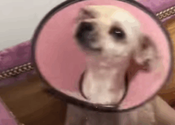 T3107010 Transformation of Stray Dog dogs dogsoftiktok rescuedog straydog part2