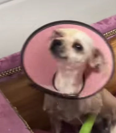 T3107010 Transformation of Stray Dog dogs dogsoftiktok rescuedog straydog part2