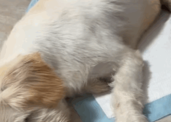 T3107009 Rescue stray dogs rescue cute love helpanimals straydog dog part2