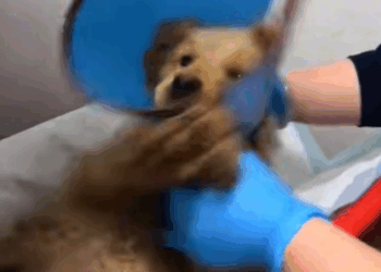 T3107019 saw paralyzed puppy by the roadside so hungry that it was eating part2