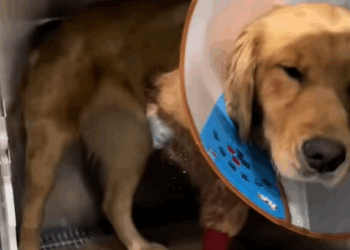 T3107003 Rescuing Stray Dog dog dogsoftiktok straydog doglovers rescuean part2