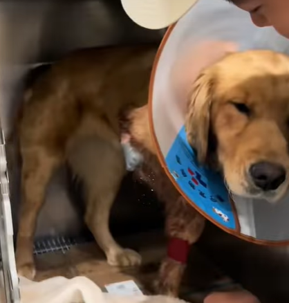 T3107003 Rescuing Stray Dog dog dogsoftiktok straydog doglovers rescuean part2