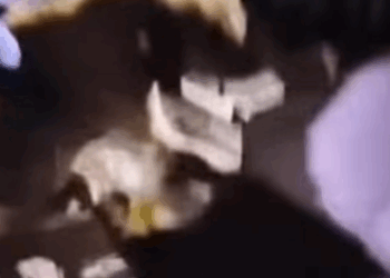 T3107002 Rescue dog rescueanimals animals rescuedog rescue animalsoftiktok part2