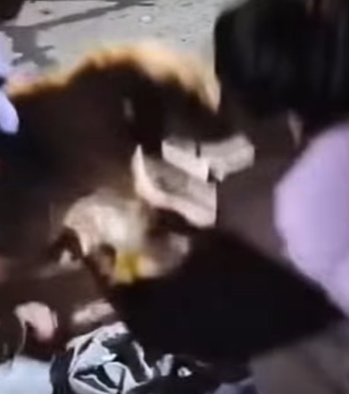 T3107002 Rescue dog rescueanimals animals rescuedog rescue animalsoftiktok part2