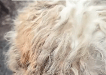 T3107007 Rescue stray dogs dog dogsoftiktok straydog doglovers rescuedog part2