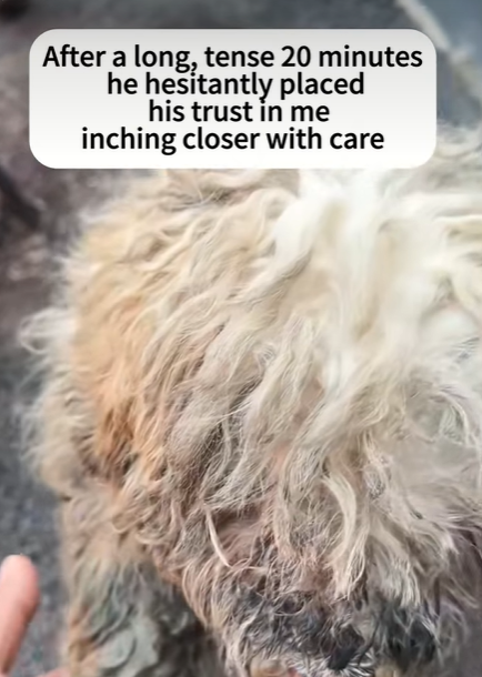 T3107007 Rescue stray dogs dog dogsoftiktok straydog doglovers rescuedog part2